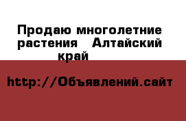 Продаю многолетние растения - Алтайский край  »    
